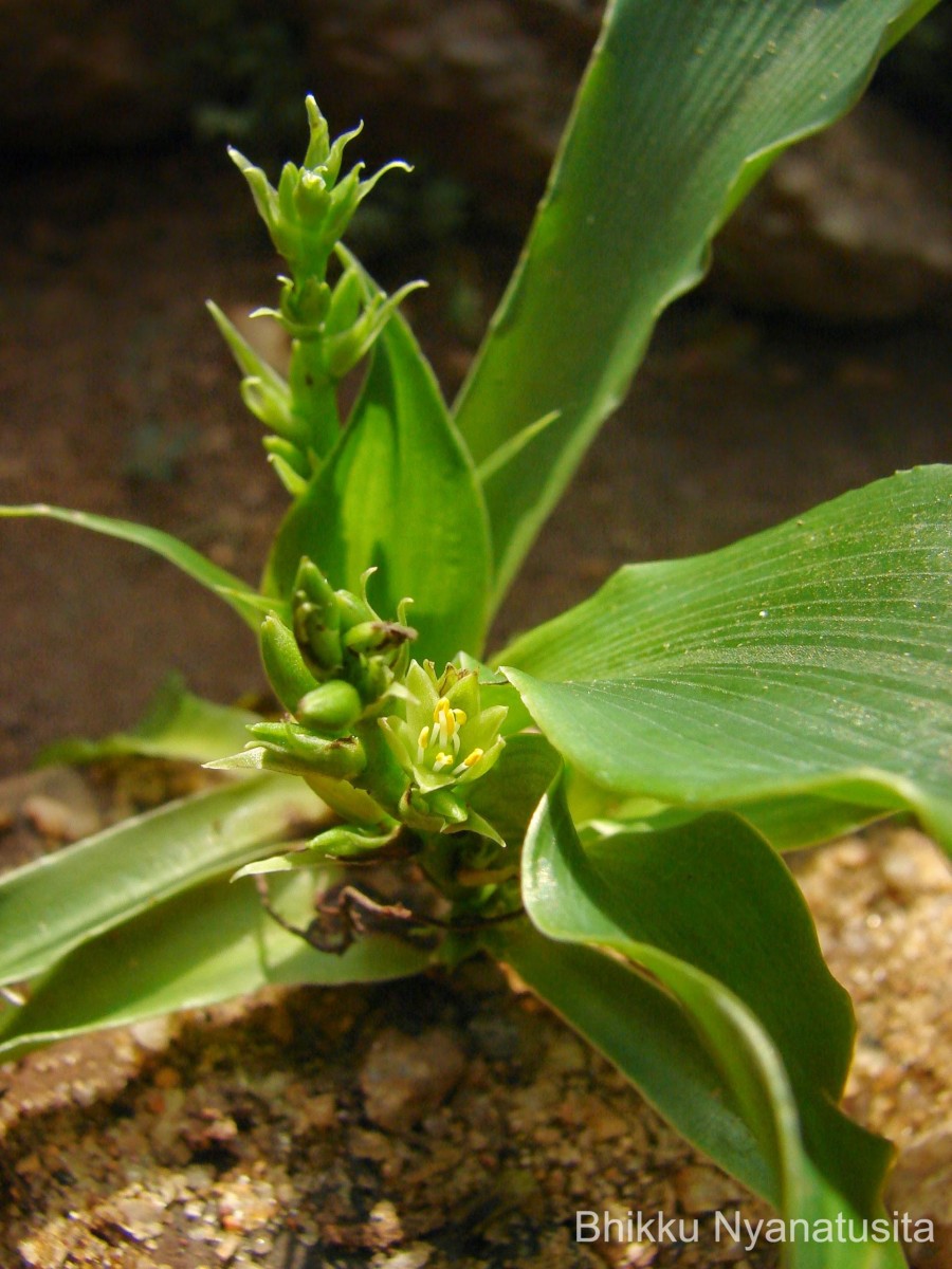 Chlorophytum heynei Baker